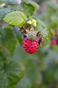 Immature close up berries