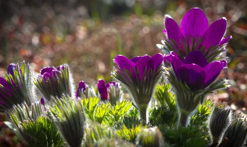 Flower garden plant