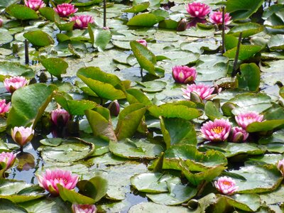 Lake rosengewächs pond aquatic plant photo