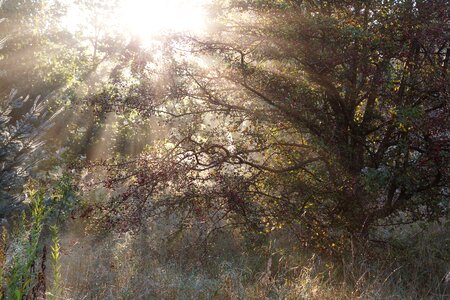 Sunrise trees natural