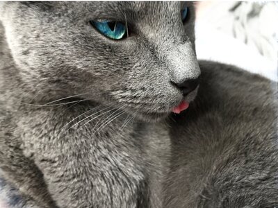 Blue eye vincent macbeth grey