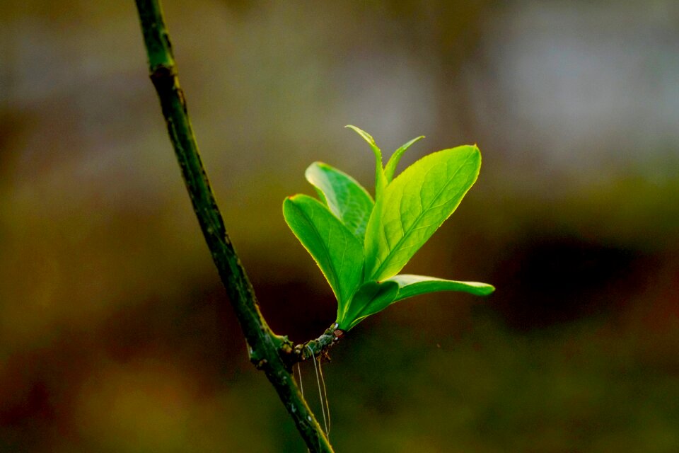 Plant nature spring
