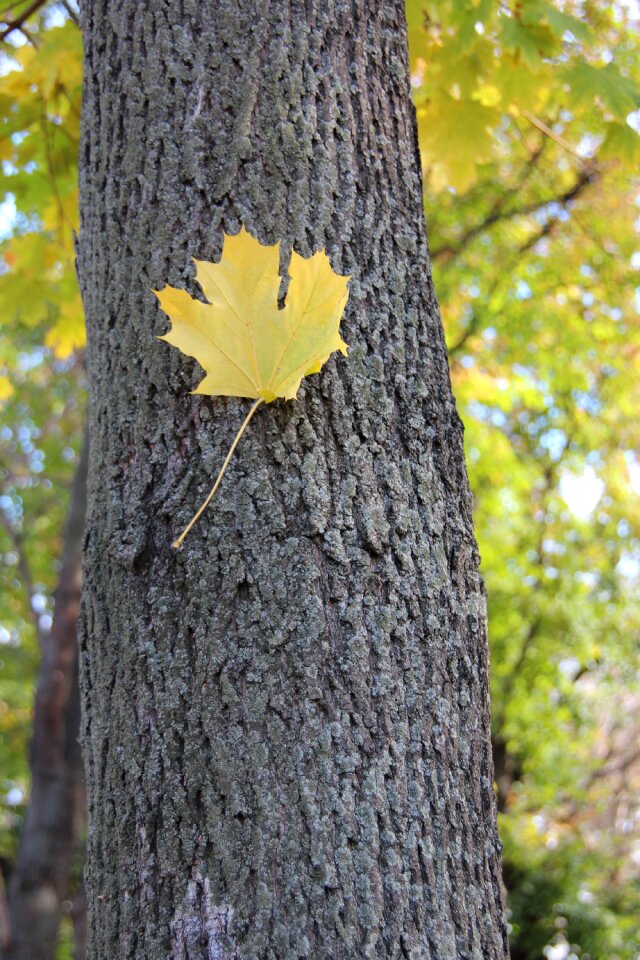 Landscape maple leaf golden autumn
