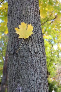 Landscape maple leaf golden autumn photo