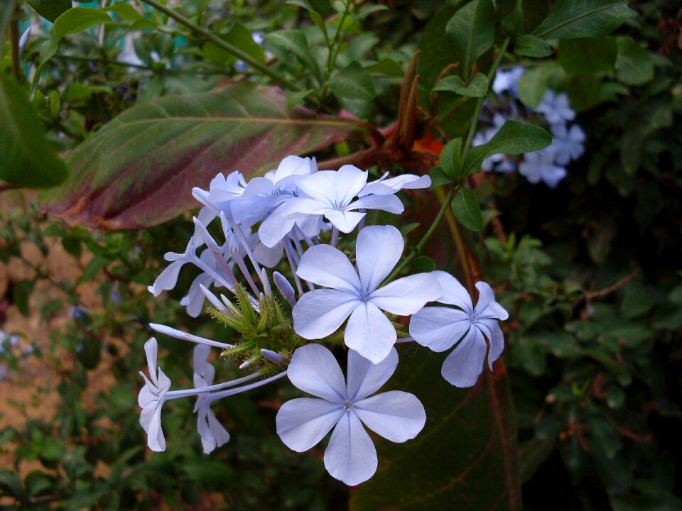 Flowers flower lilac