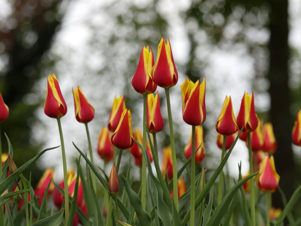 Flowering flora garden