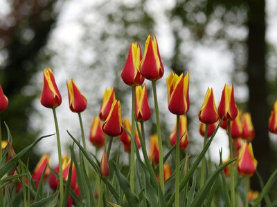 Flowering flora garden