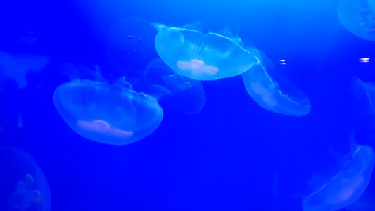 Jellyfish nature aquarium