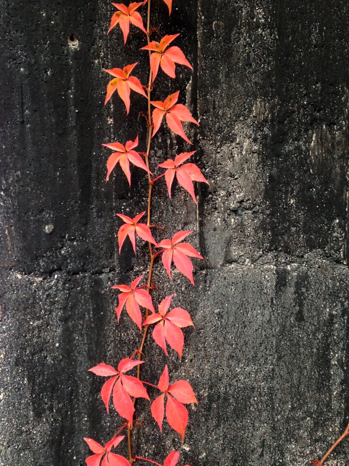 Red plant autumn