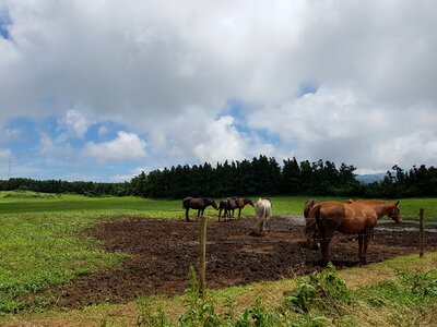 Jeju ranch nature
