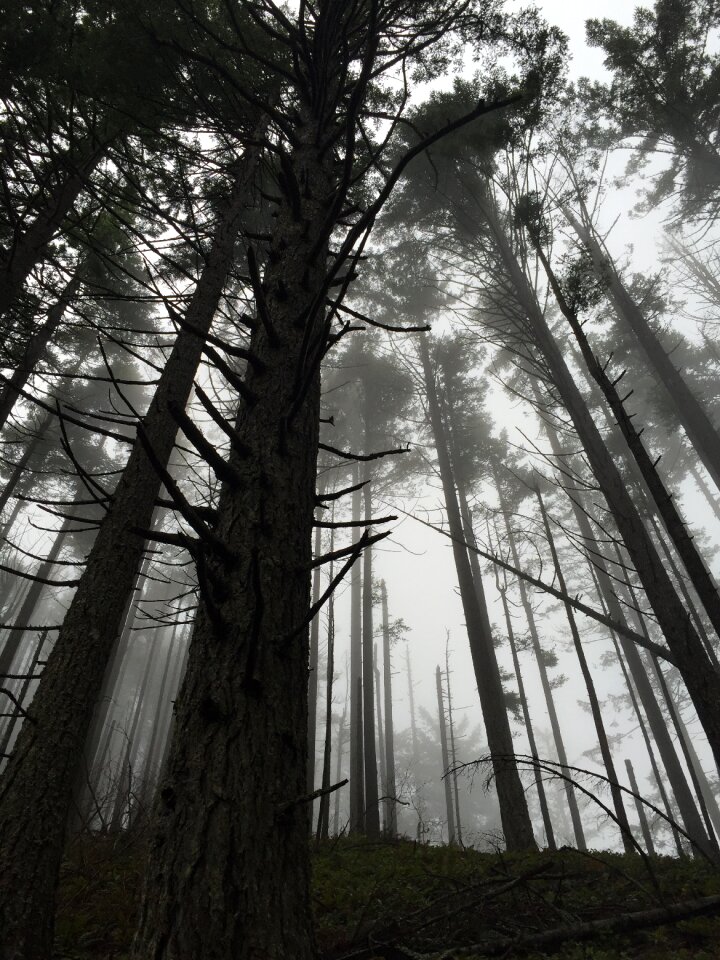 Trees hiking