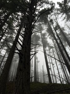Trees hiking