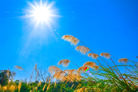 Miscanthus sunshine sky photo