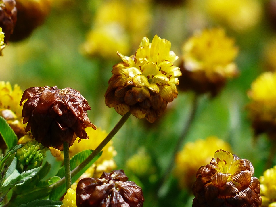 Brown alpine brown dress trifolium badium