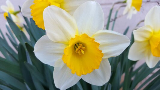 Narcissus spring flowers flowers photo