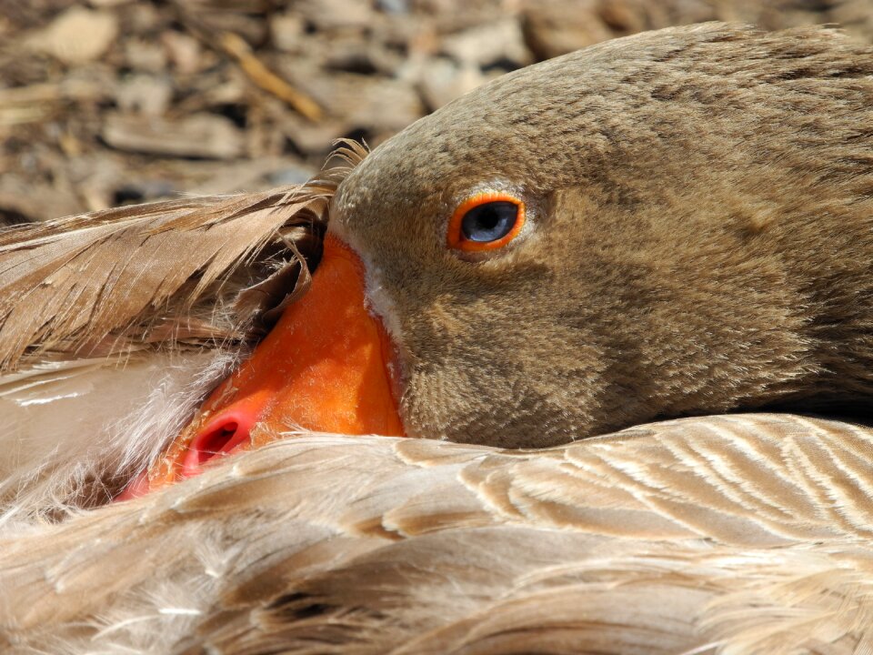 Goose oie flemish farm