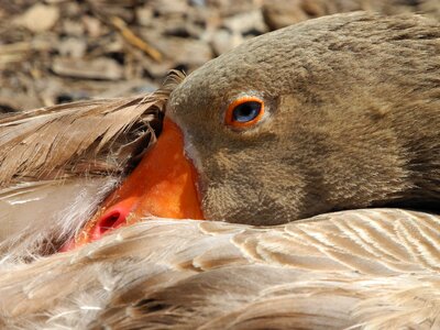 Goose oie flemish farm