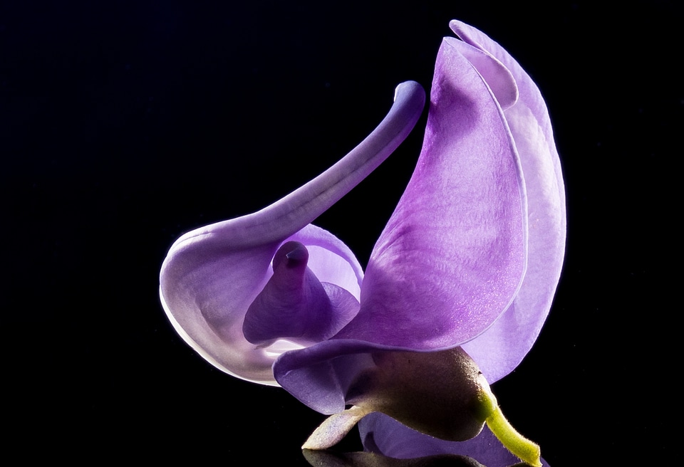 Wild flower violet purple