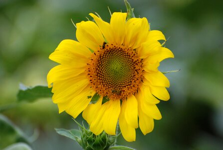 Yellow green sunflower photo