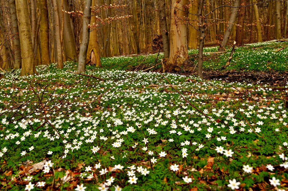 Forest spring nature