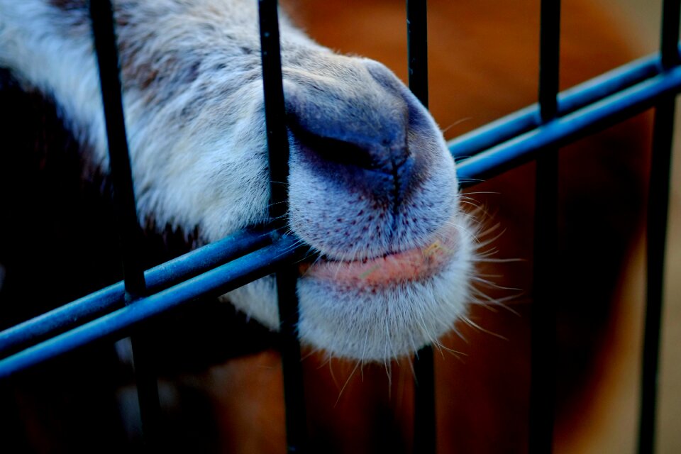 Billy goat livestock close up