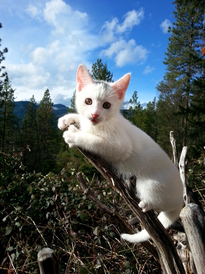 White cute