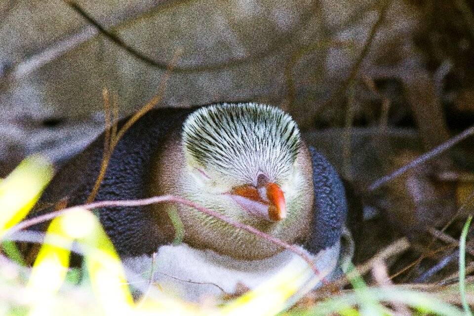 Penguin natural new zealand