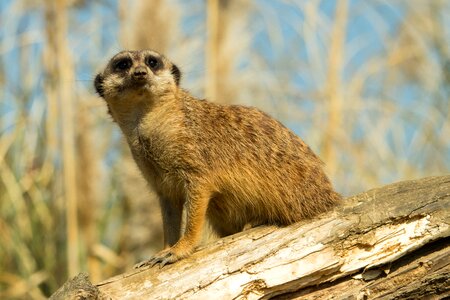 Nature cute mammal