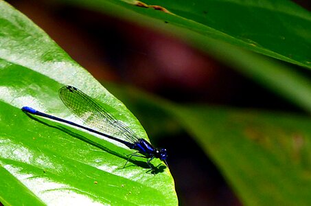 Blue animal macro