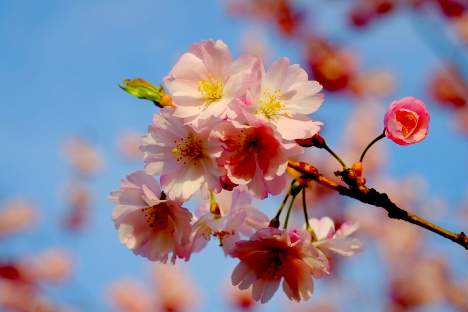 Blossom bloom white