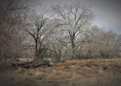 Bosque landscape cottonwoods photo