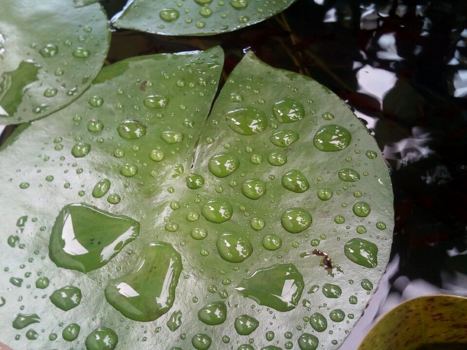 Green autumn leaves nature
