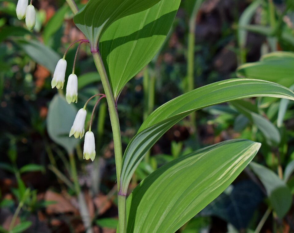 Bloom wildflower spring