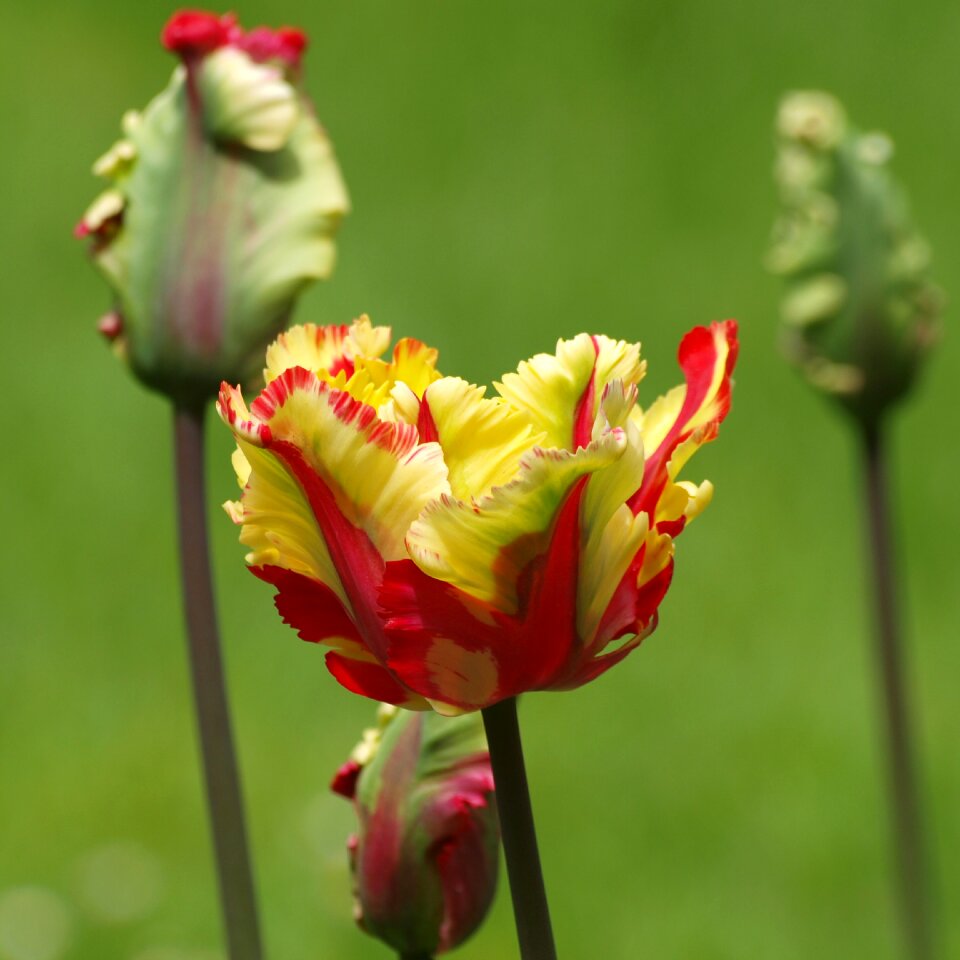 Tulip spring red yellow