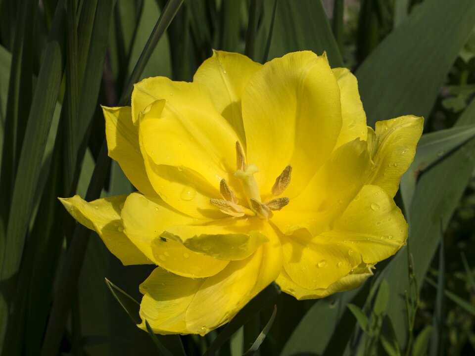 Spring petal macro