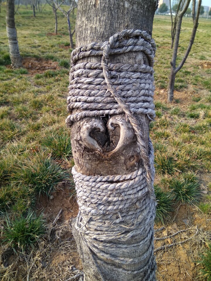 Tree heart plant