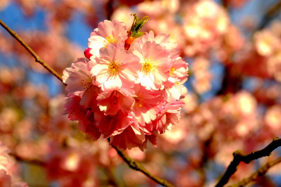 Blossom bloom white