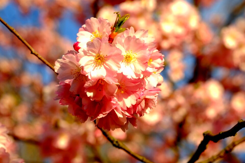 Blossom bloom white photo