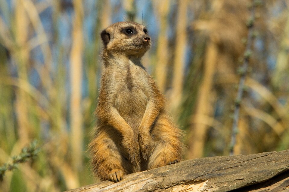 Nature cute mammal