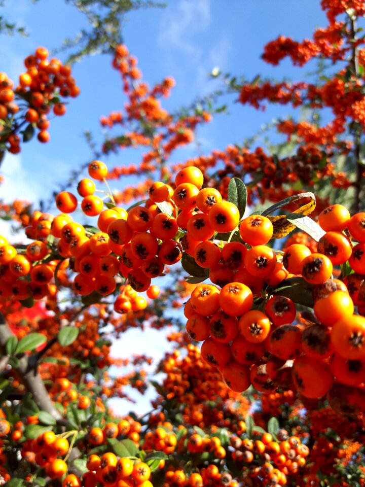 Hawthorn tree red