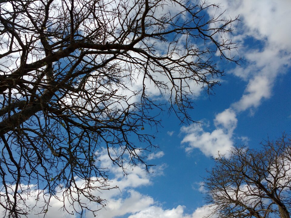 Nature landscape trees
