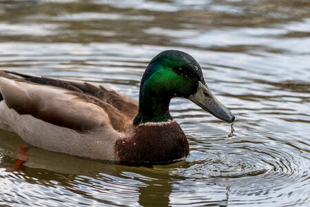 Waterfowl bird duck bird photo