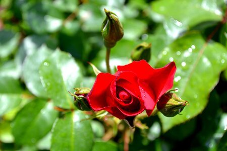 Rose flower red rose photo