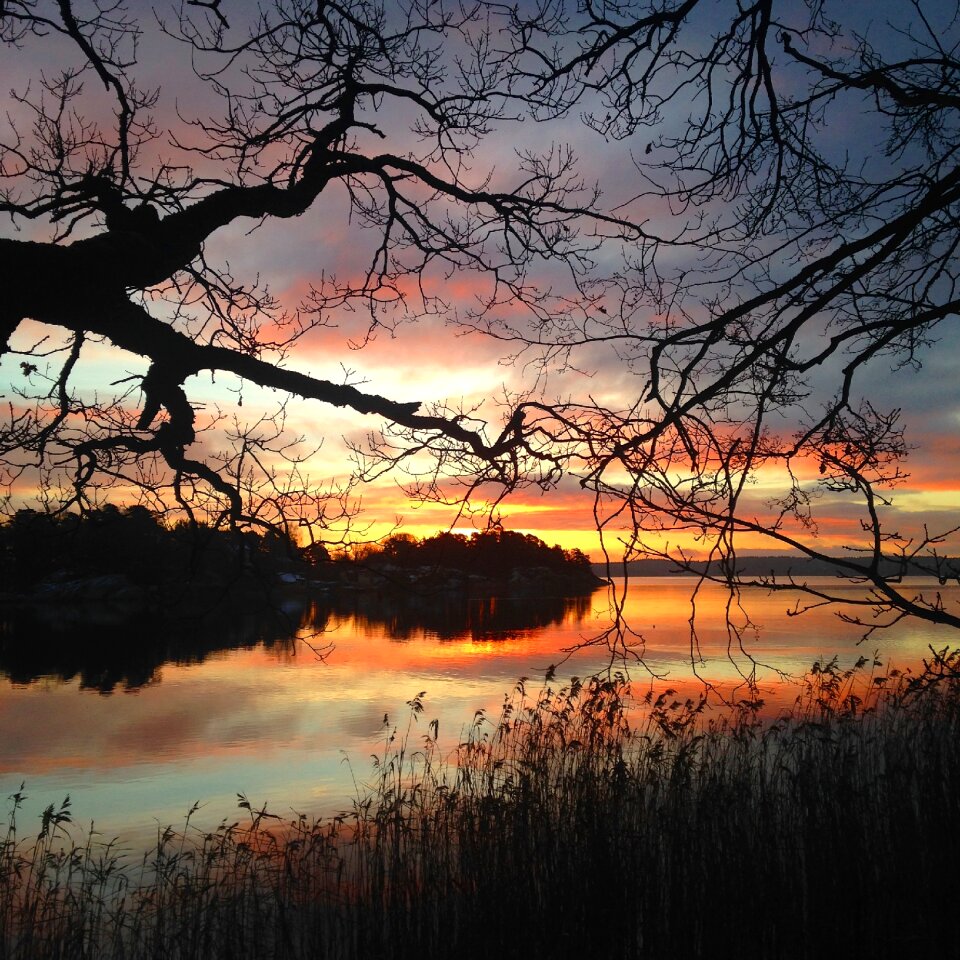 Tree sunset shoreline