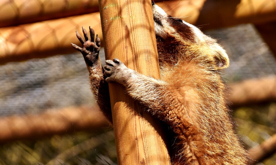 Mammal sweet nature