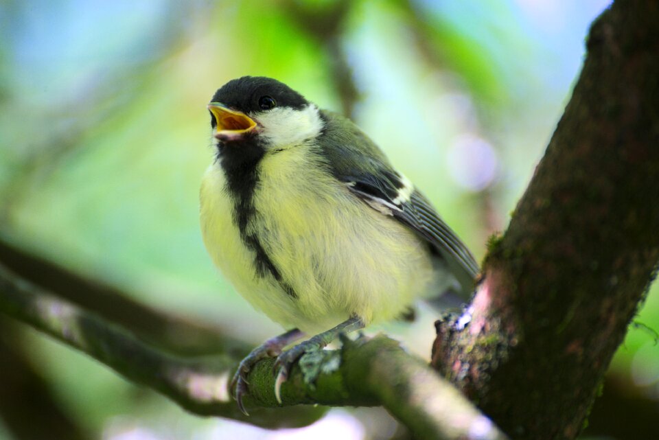 Close up small bird small