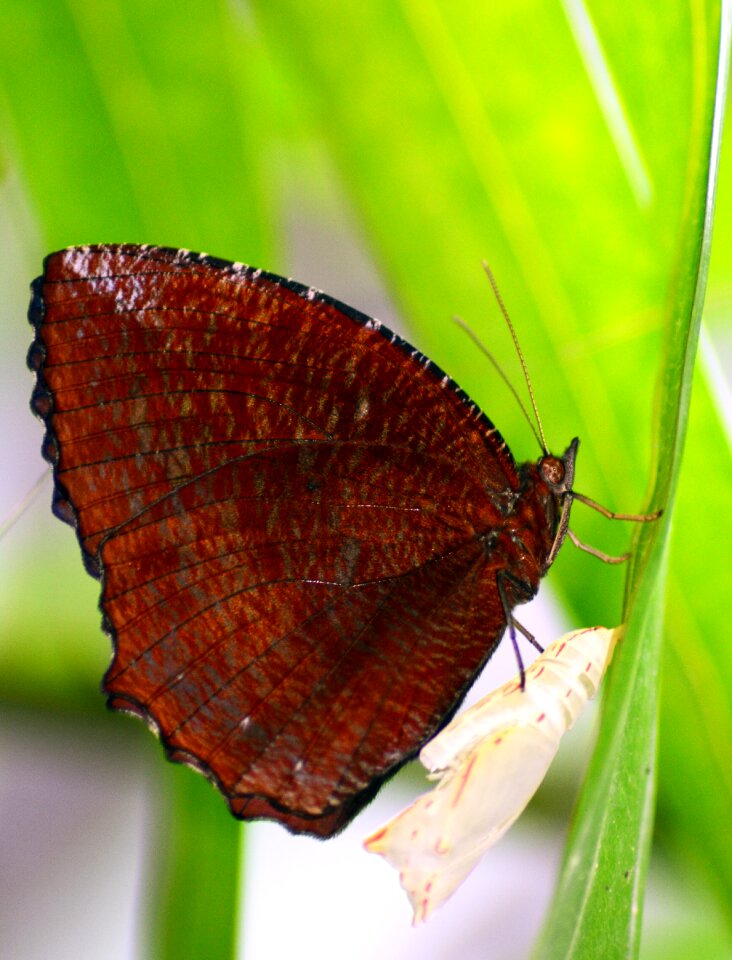 Cocoon animal nature