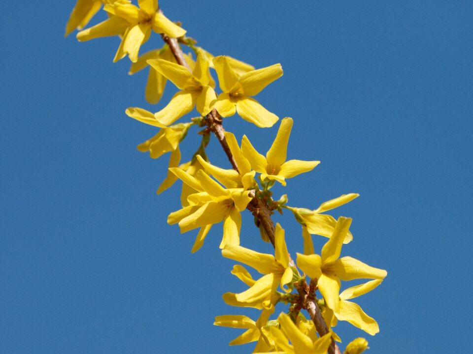 Flowers flora flowering
