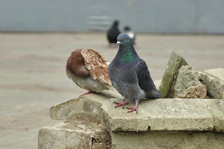 Bird feathered race city photo