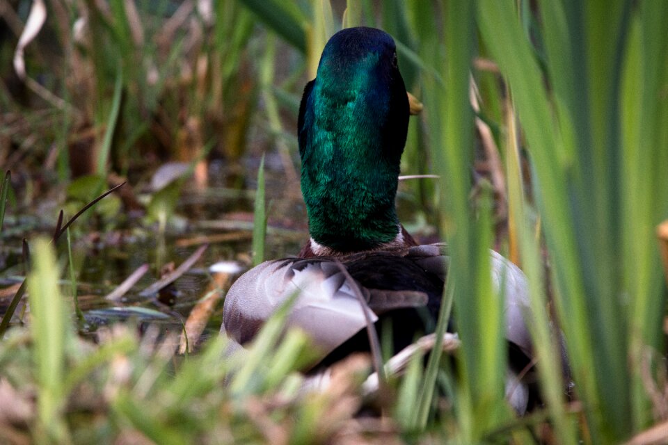 Waterfowl bird duck bird
